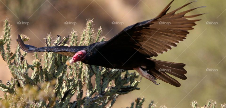 Turkey Vulture Flying in Desert
