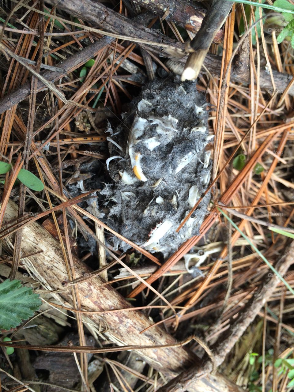 Owl pellet