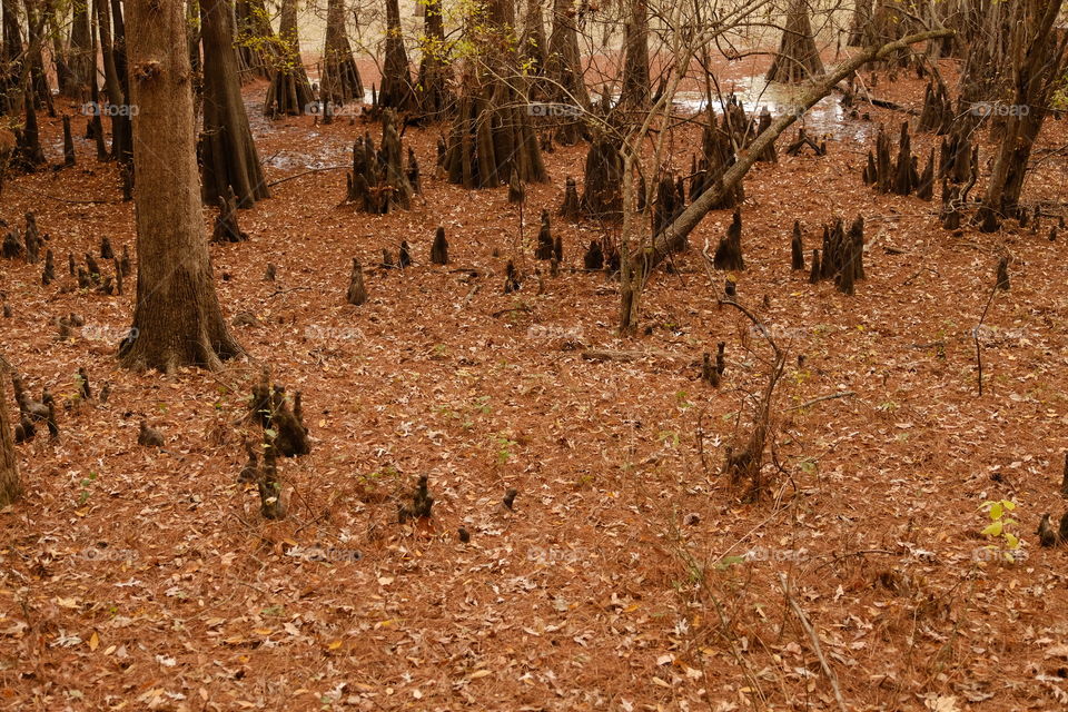 Caddo uncorked
Knees
Cypress 
