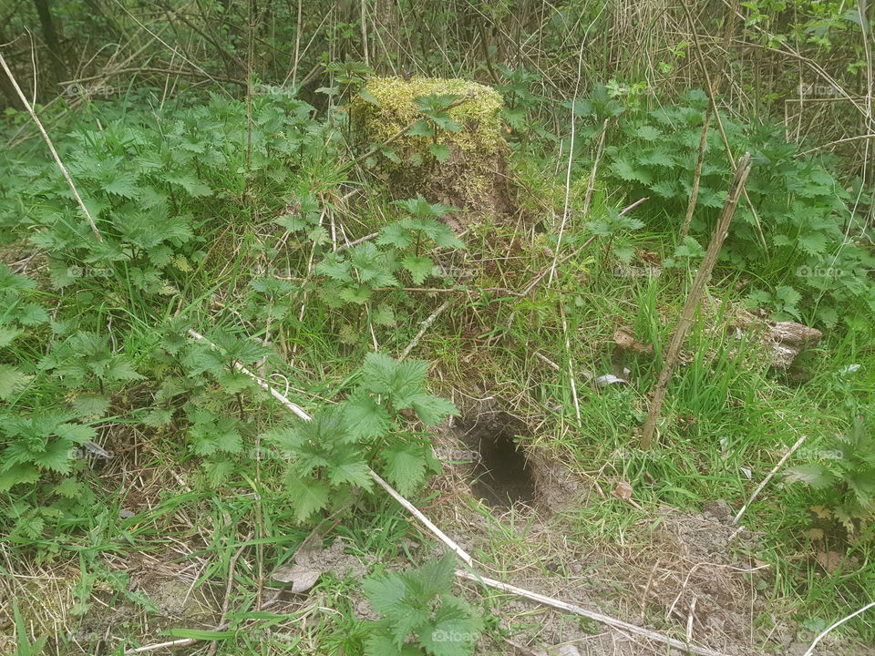 Rabbit hole in the Nature