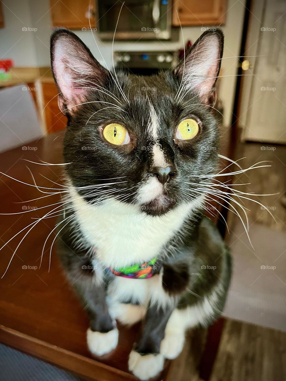 Cute kitty watching the birds outside 