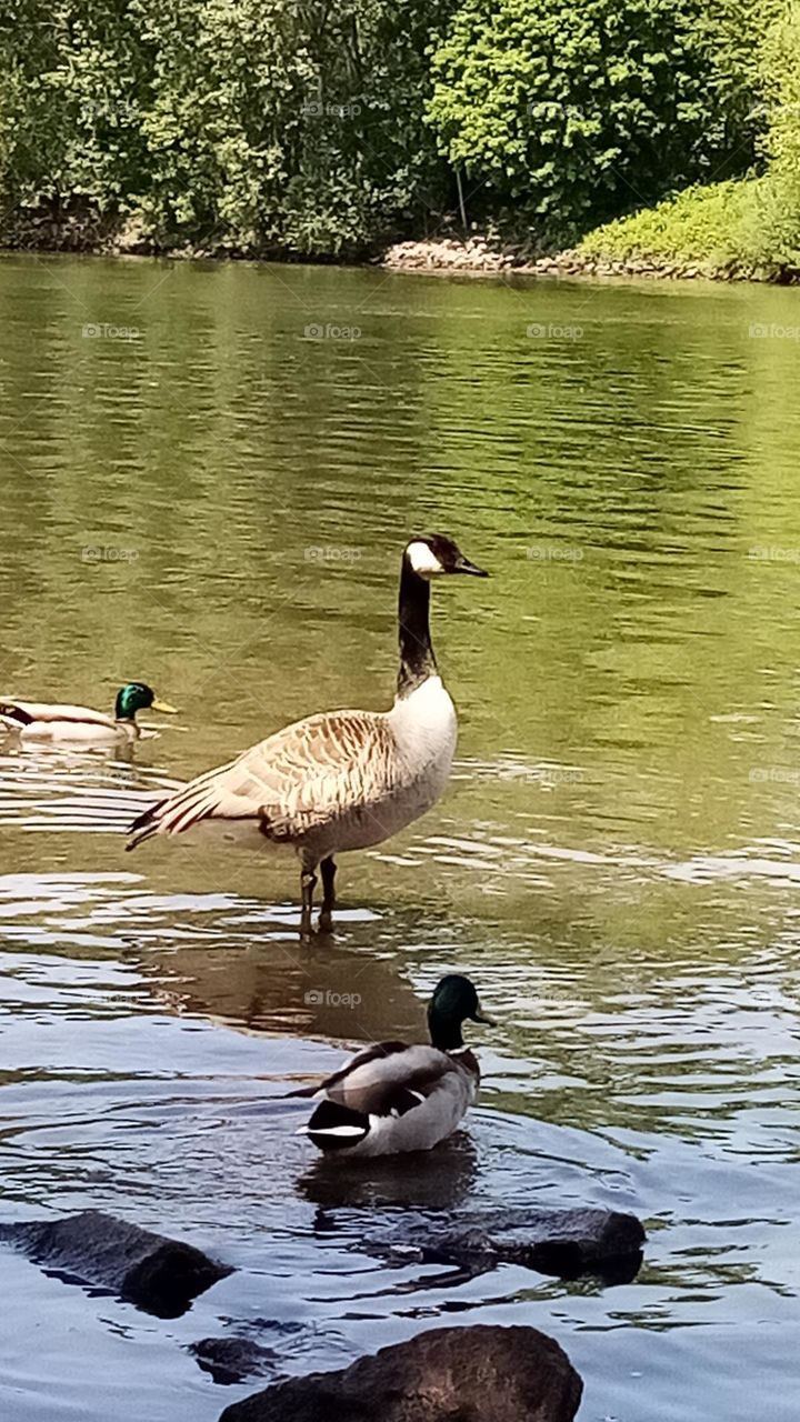 Fluß Maina, Deutschland