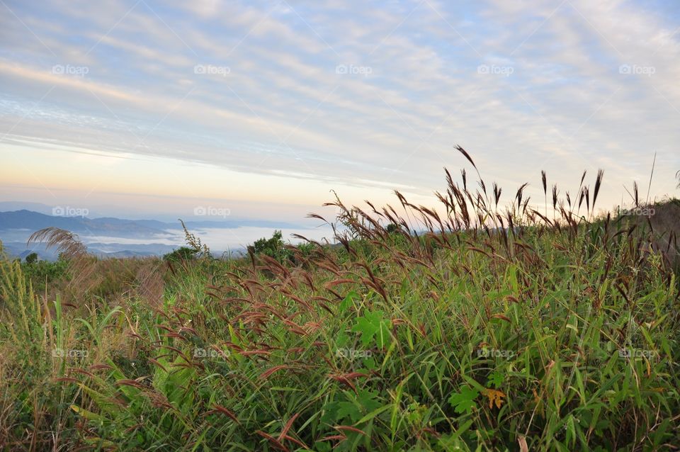 Field, Landscape, Grass, Nature, Sky