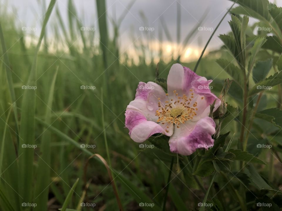 Shallow DOF flower with sunset in the background