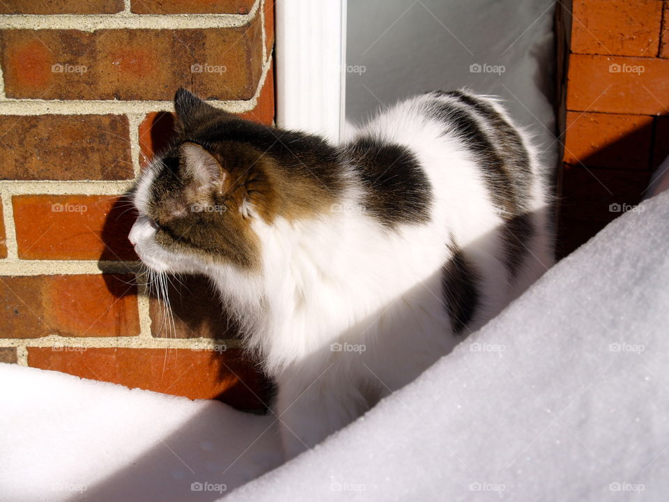 Cat, Mammal, Pet, Portrait, Domestic