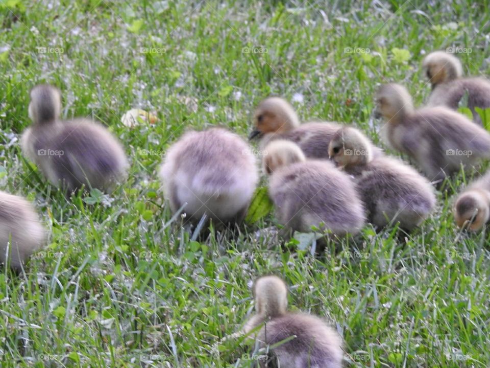 baby Canadian geese
