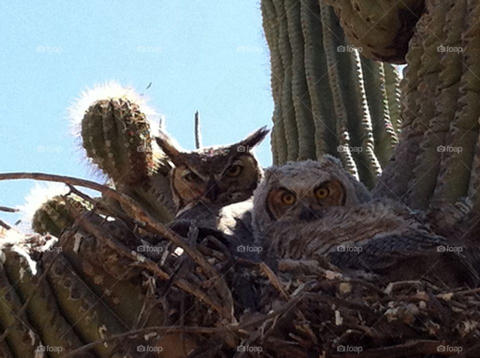Owl, nest , adult, young one,Az.