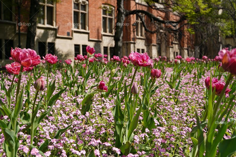 Flowers in the city in spring