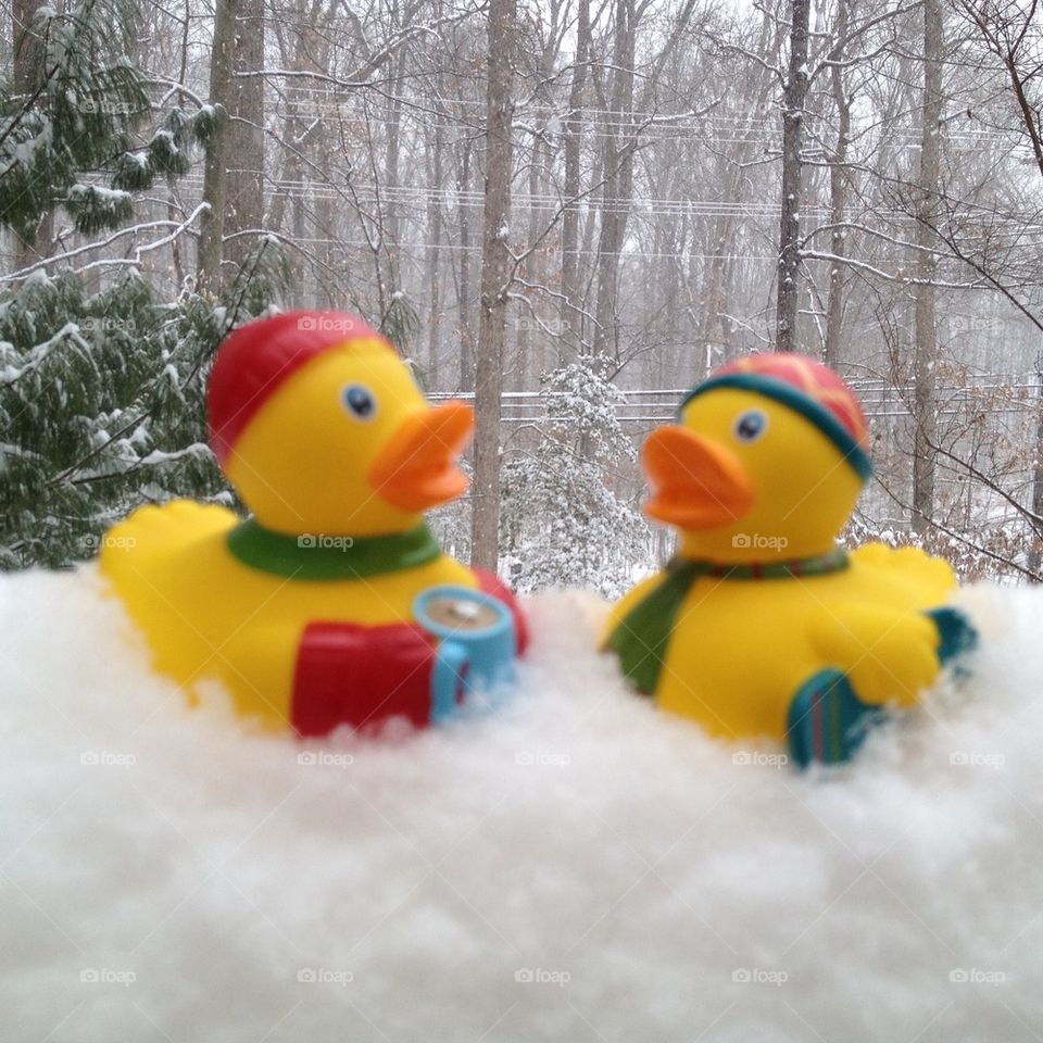 Duck-in-Cold