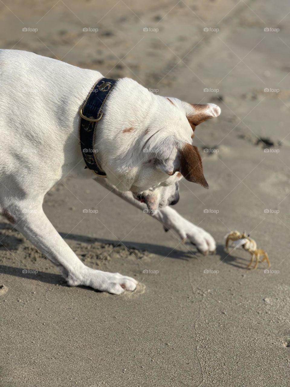 Dog and crab go claw to paw on beach 