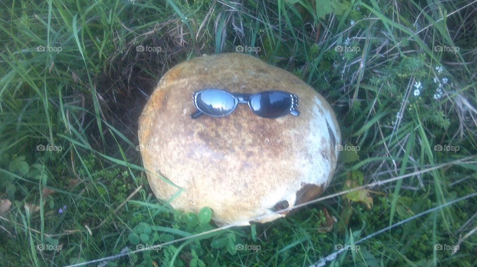 HUGE mushroom . A mushroom with glasses for perspective. Point Au Roche Park on Lake Champlain in New York