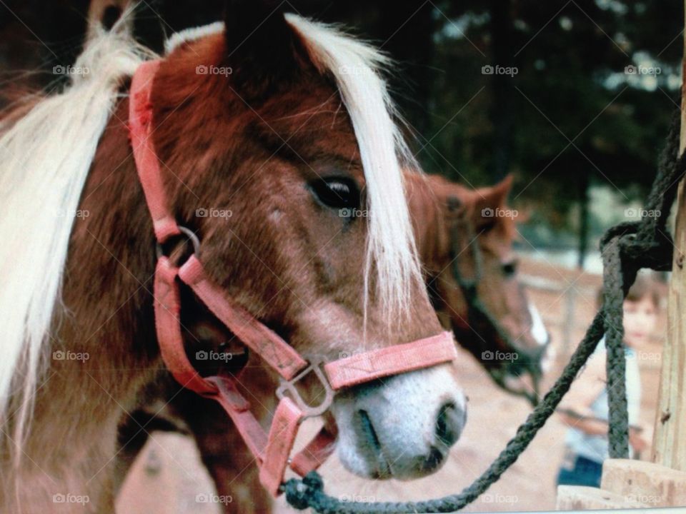 Horse ready for a ride