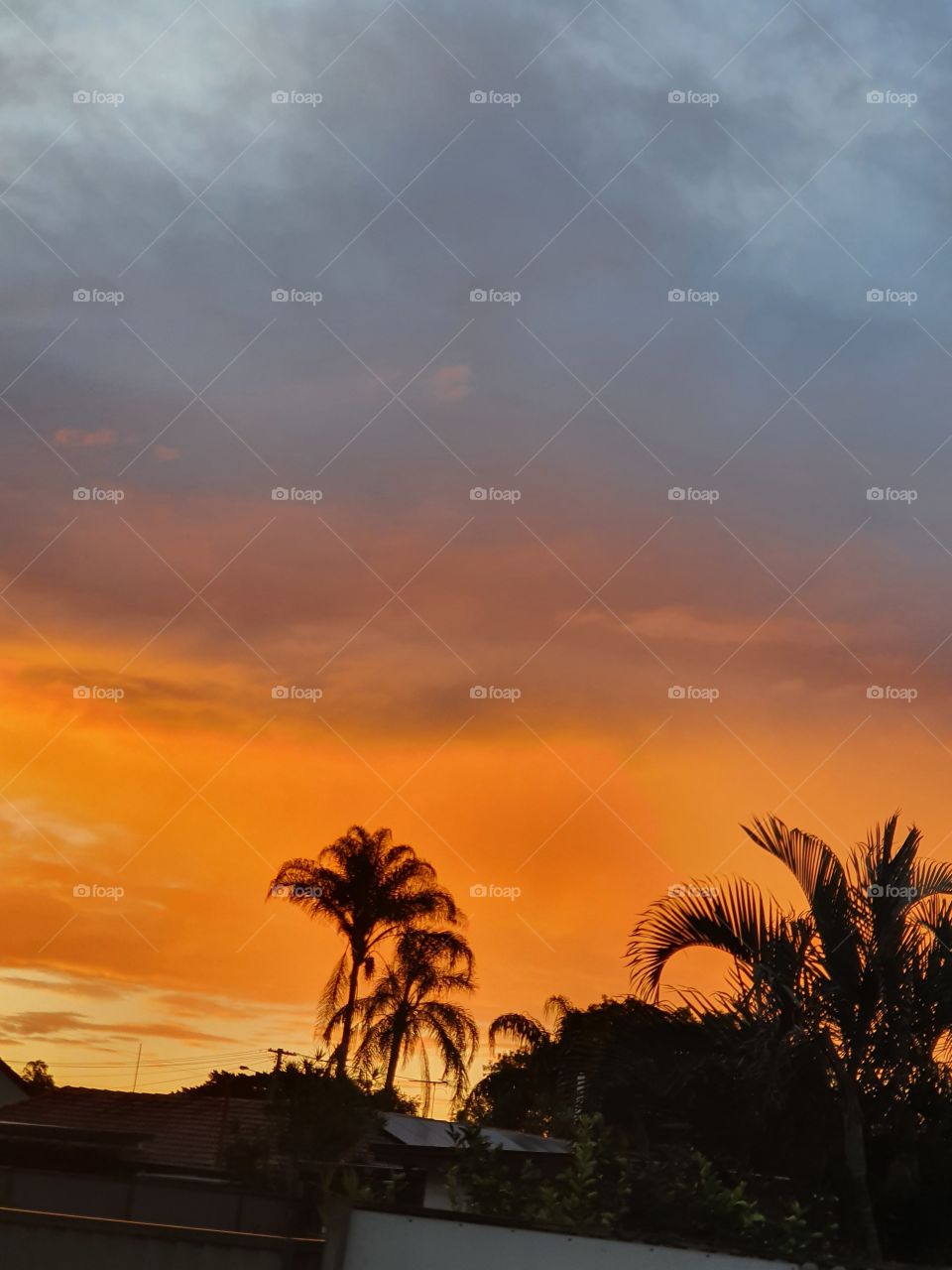 Sunset and palms