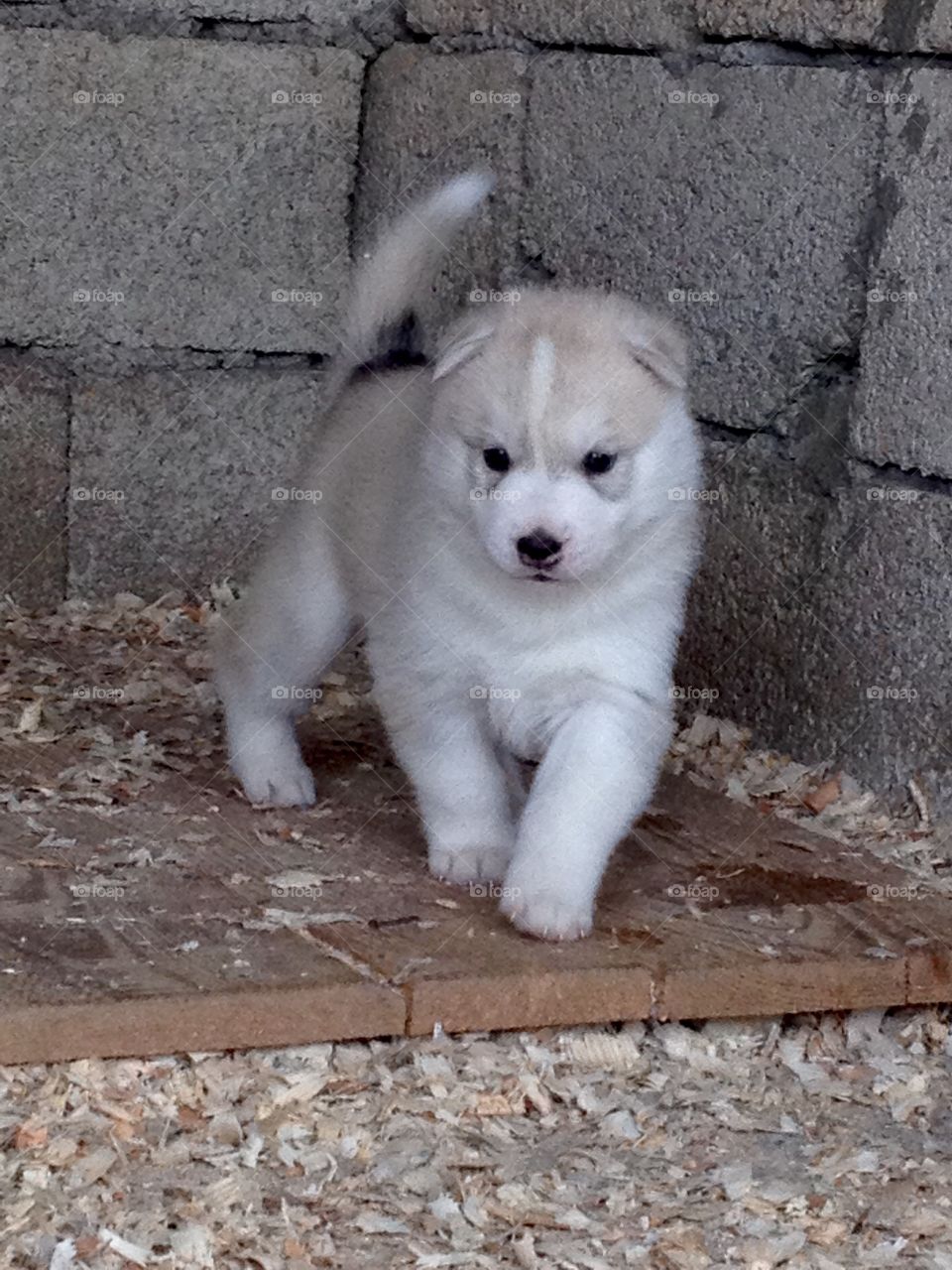 There is a better world with puppies