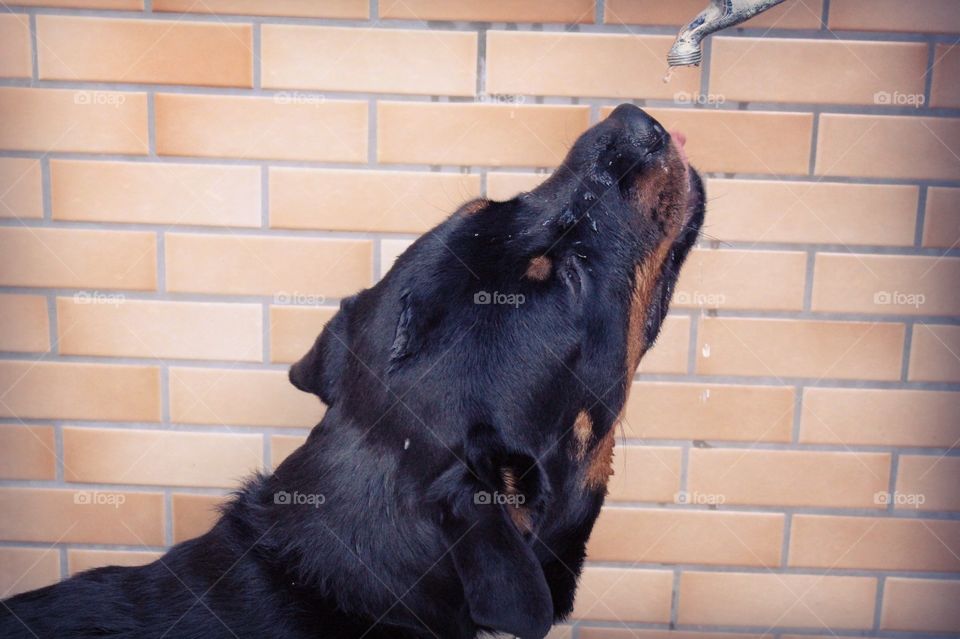 Rottweiler drinking the last drops of water from an old faucet