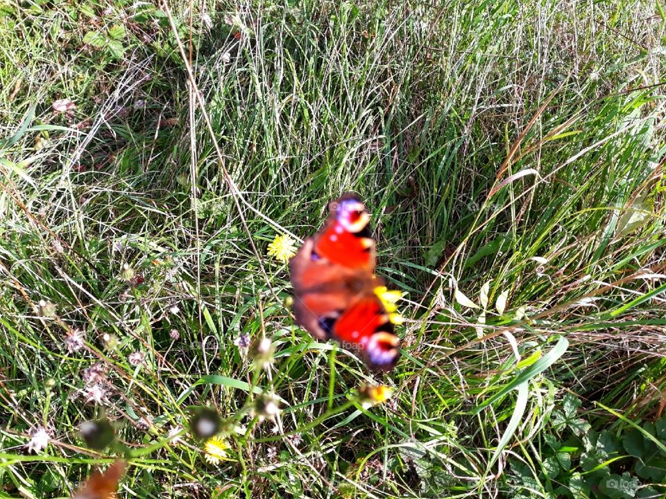 Butterfly on the green grass