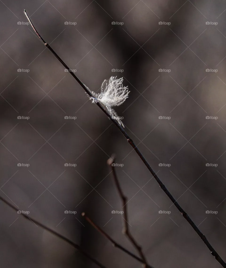 feather on a limb
