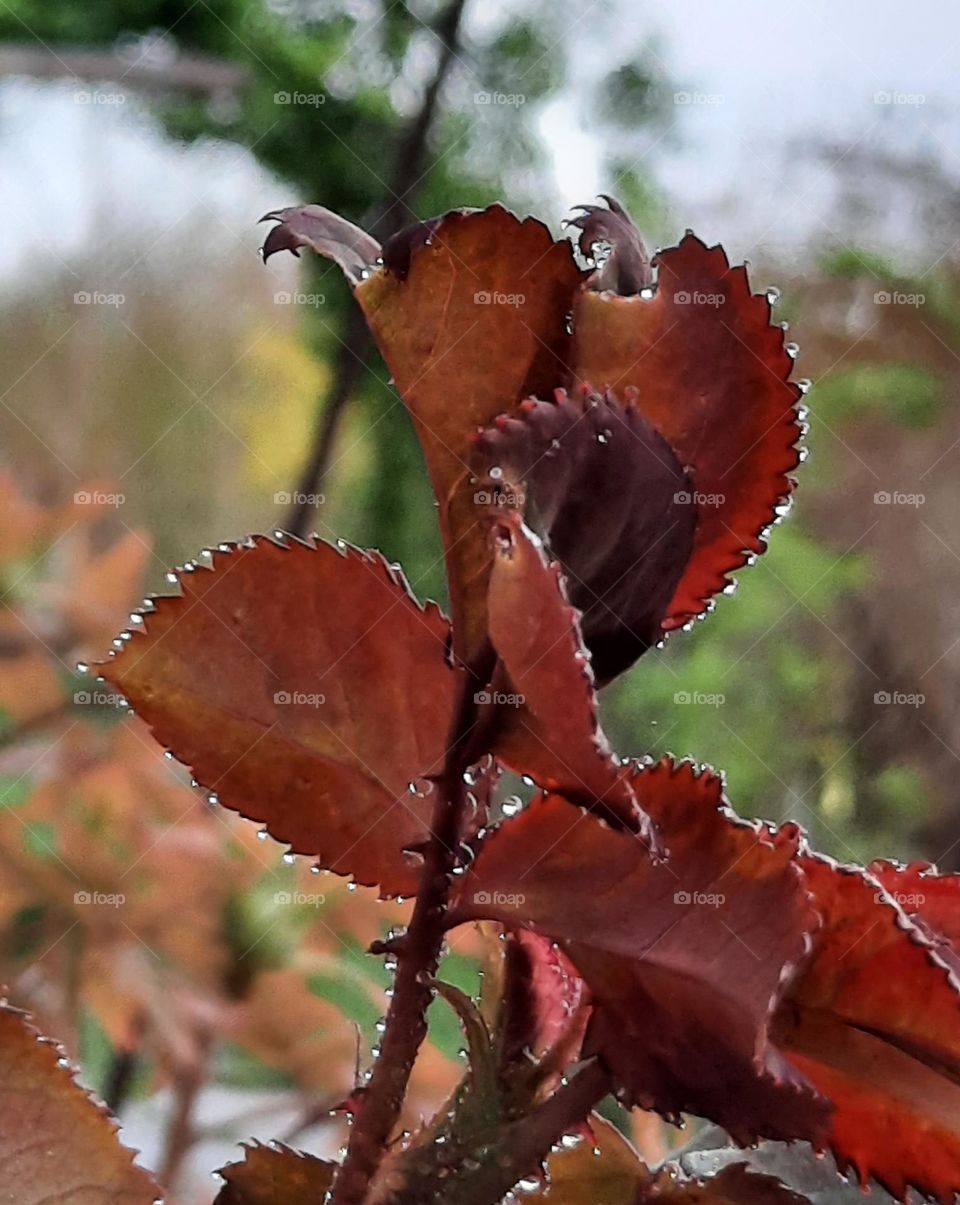 young spring leaves with raindrops