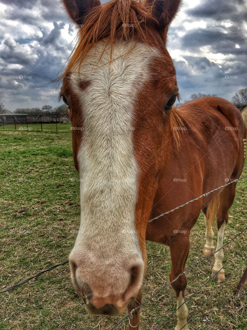 Horse closeup 