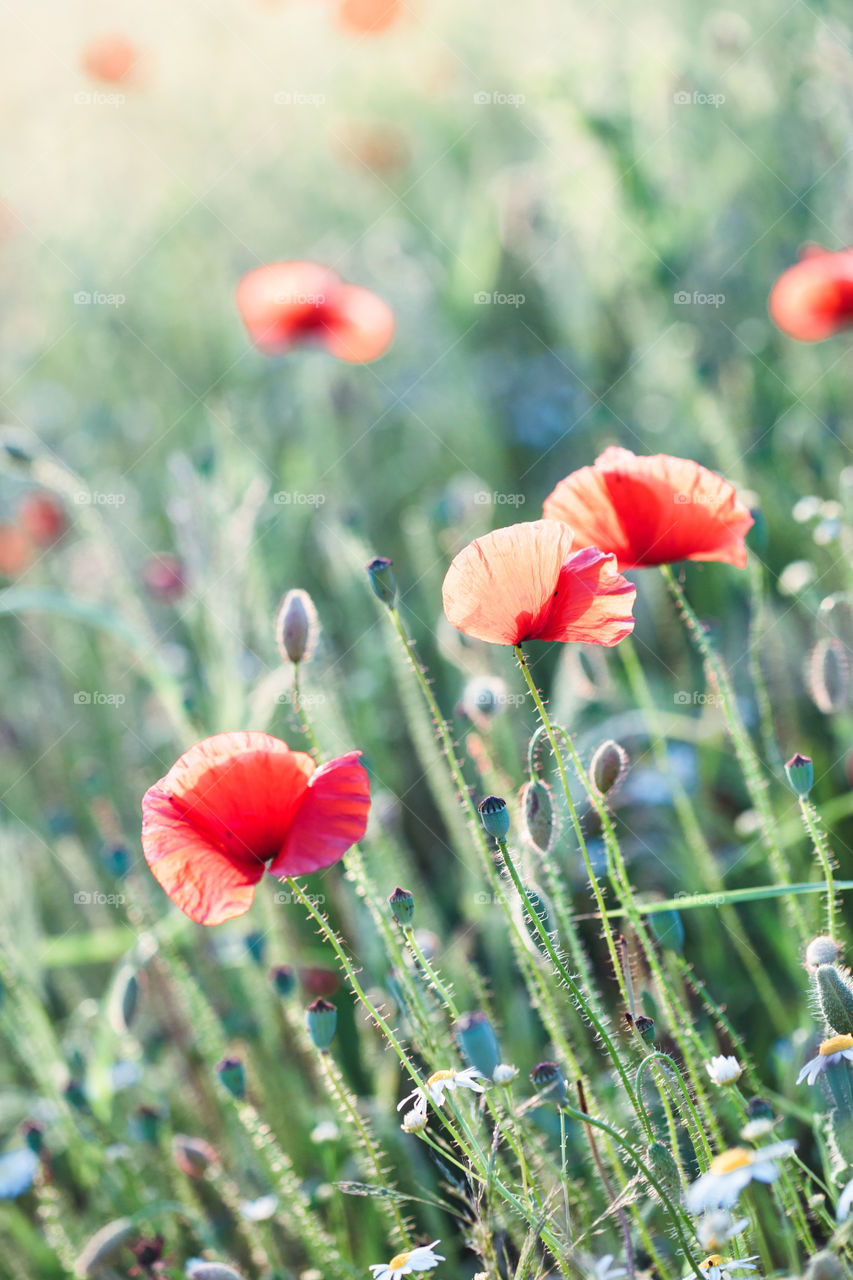 Poppies flowers and other plants in the field. Flowery meadow flooded by sunlight in the summer