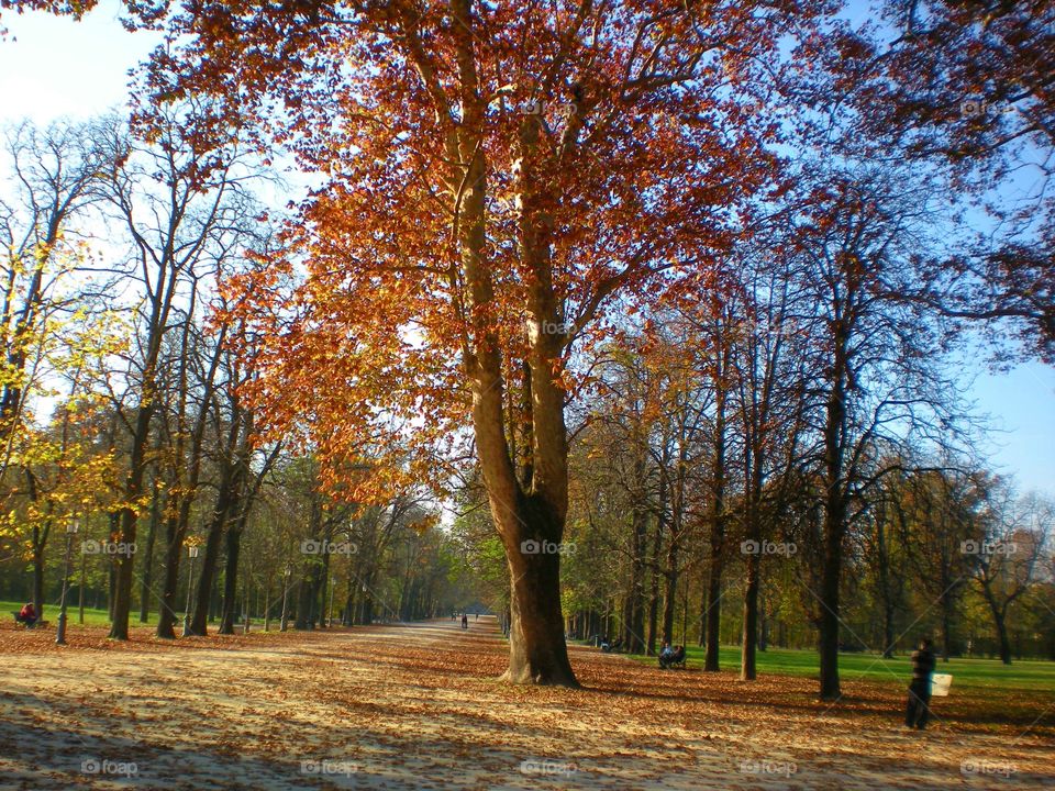 Tree with red leaves in autumn  at Parma city ( Italy ).