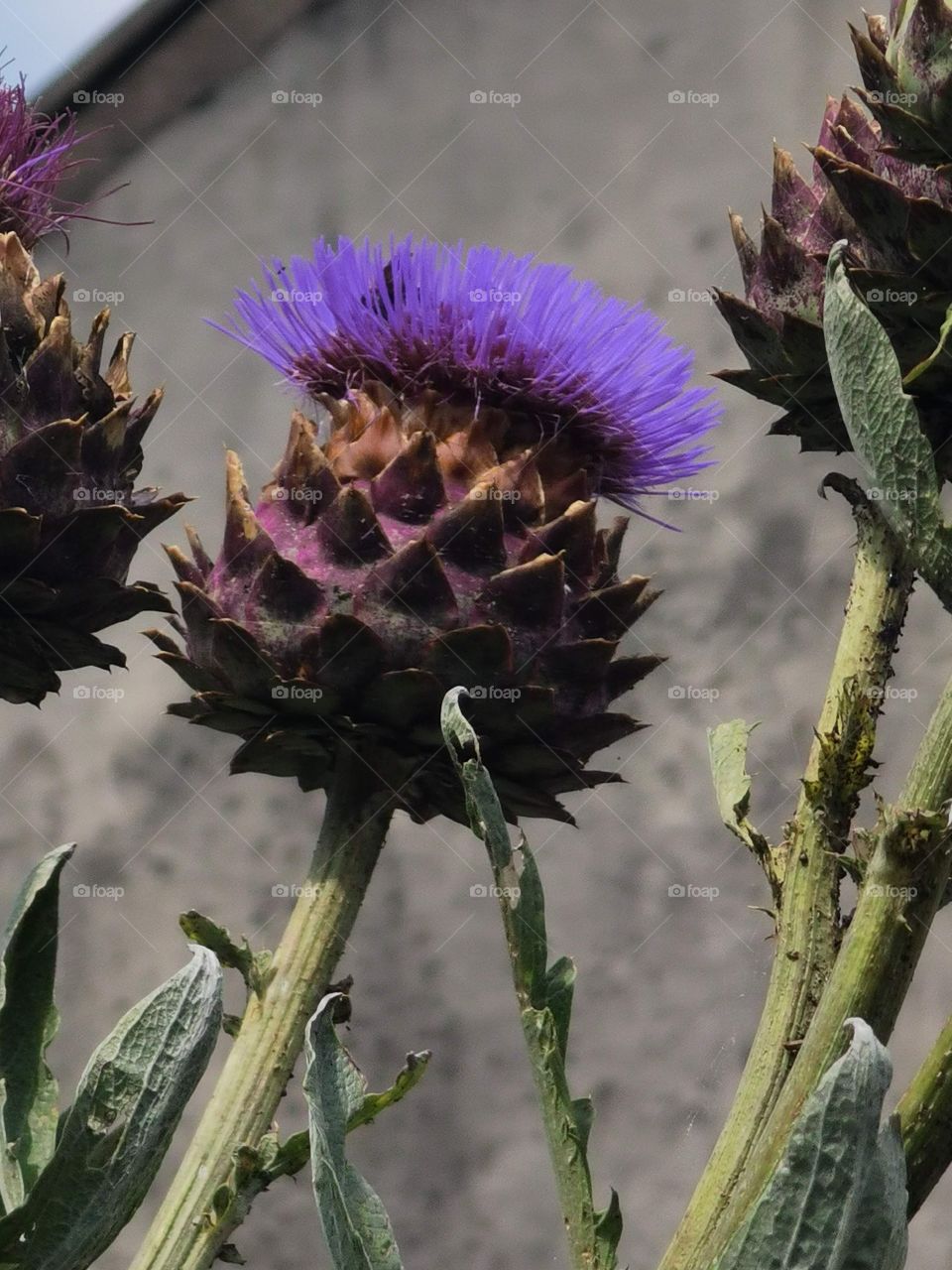 thistle head
