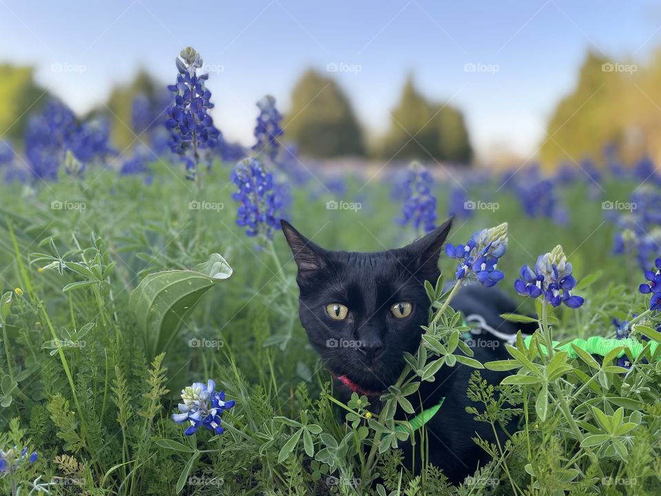 Black cat in the flowers 