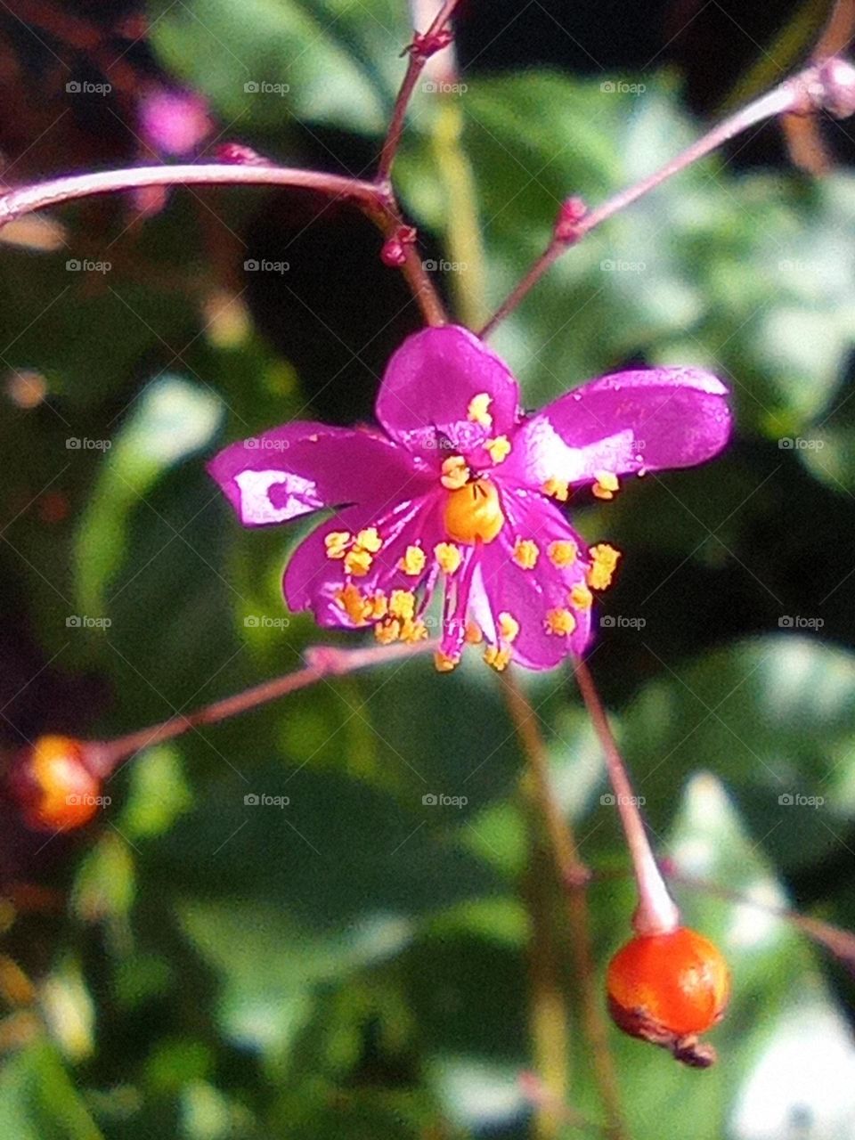 some flowers are fuchsia / algunas flores son fucsia