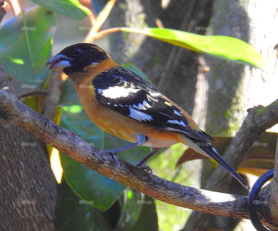 Black Grosbeak 