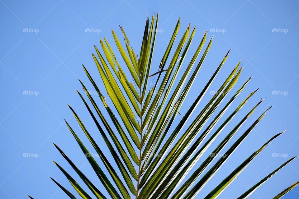 Palm leaves against the blue sky