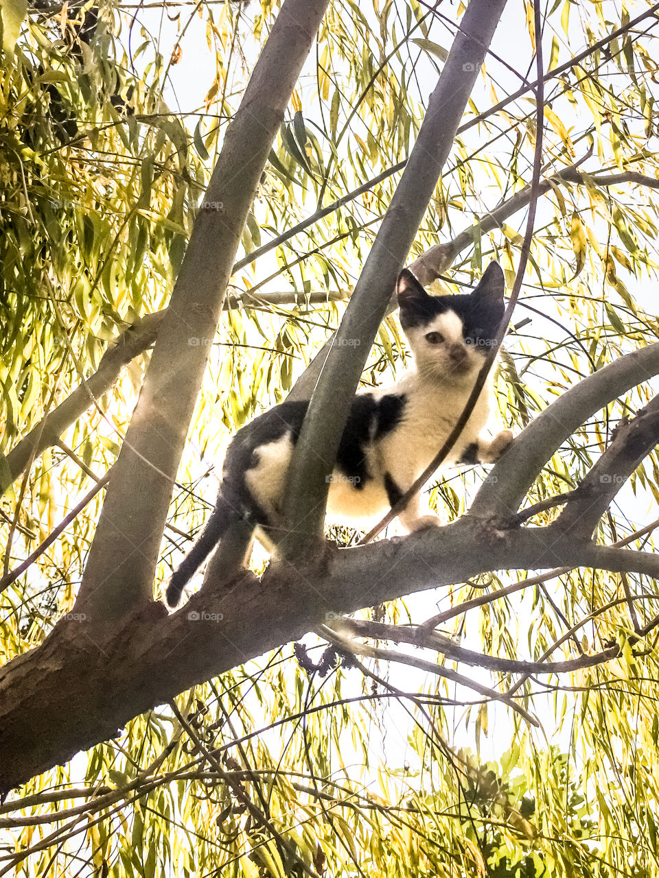 Kitten Climbing On The Tree
