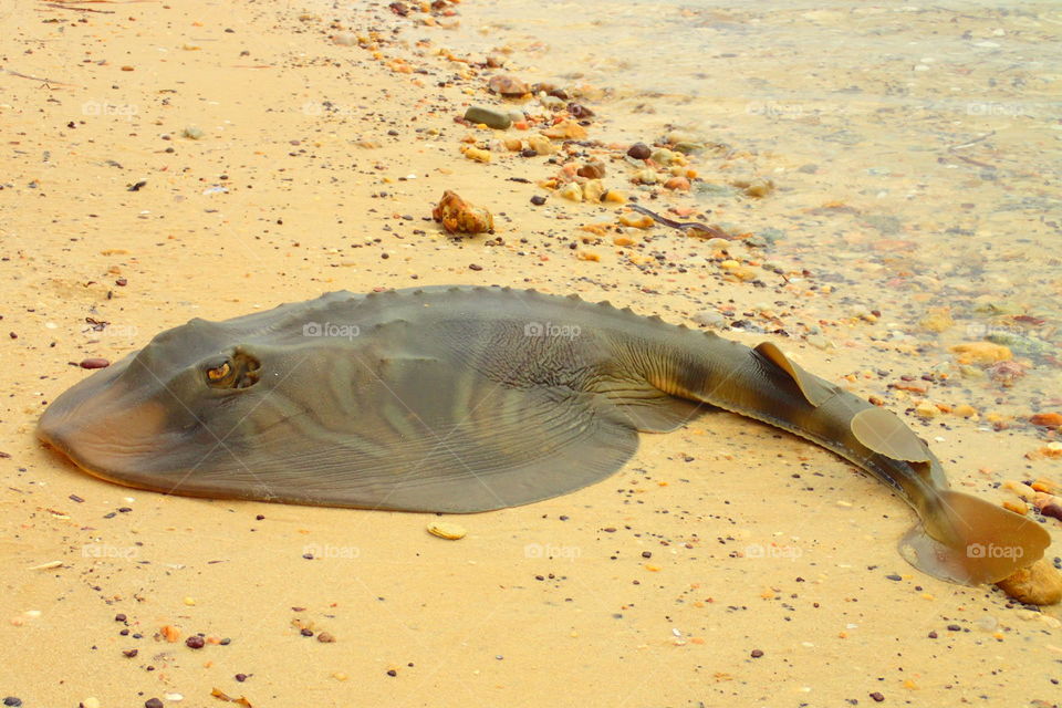 Ray on the beach