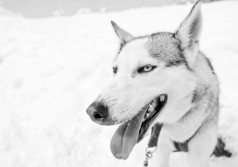 Close up of dog in snow