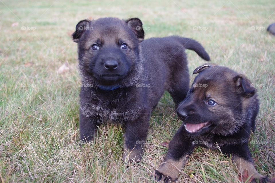 Two puppies