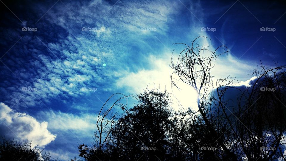 Clouds and the Tree Line