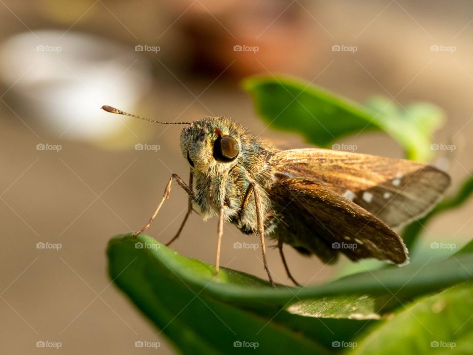 Close-up of Moth