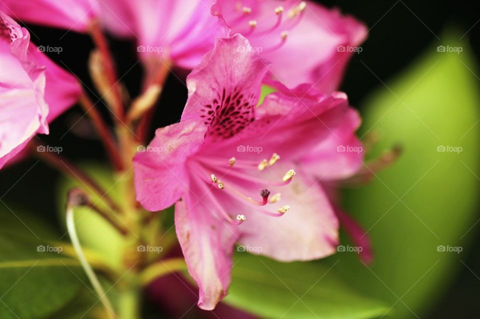 Flower in close up