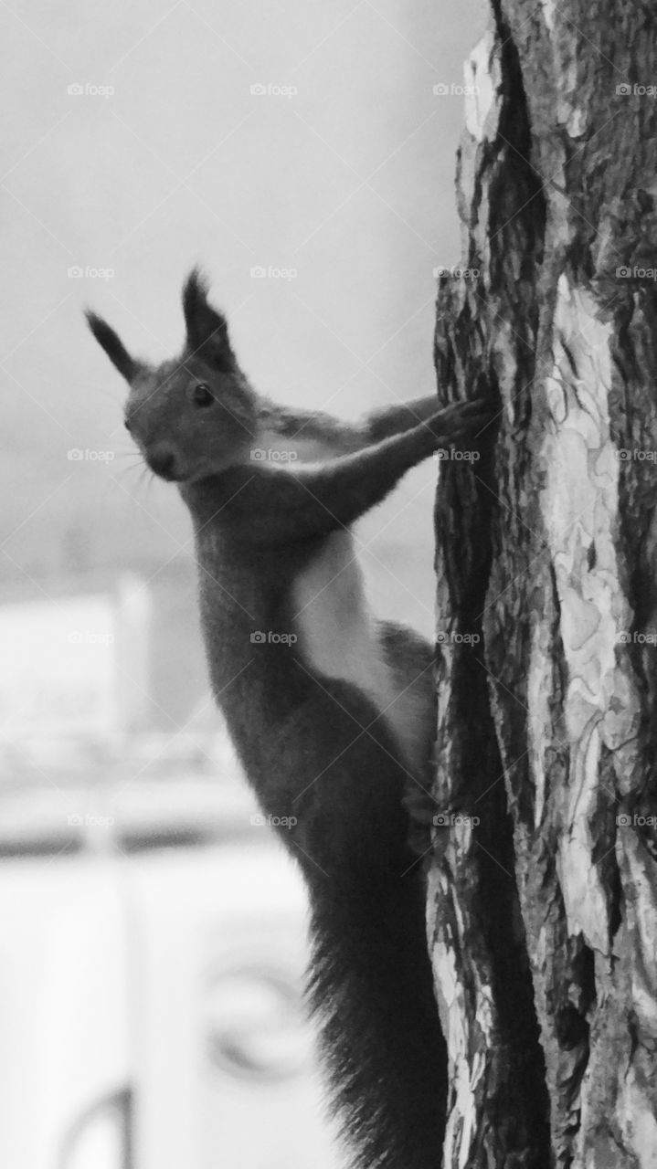 Squirrel in the City