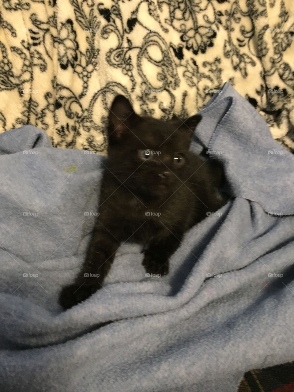 Cute, fuzzy, black orphan kitten looking for his mama.