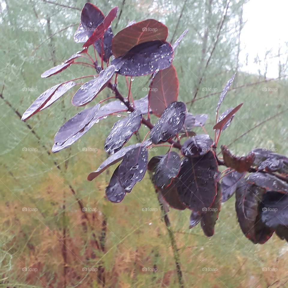 smoke bush with tamarisk in the background