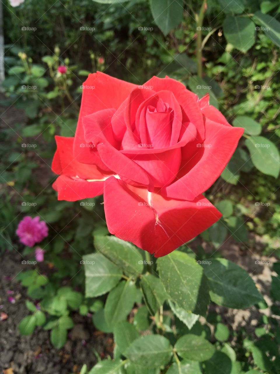 Red rose
