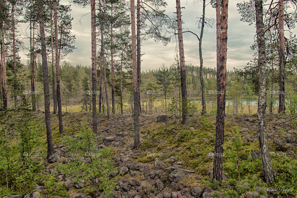 Stone, lake and trees 