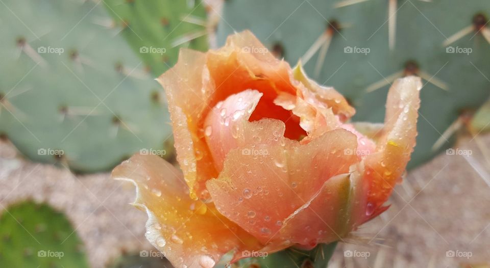Cactus flower