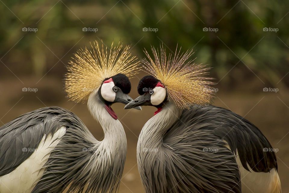 2 beautiful birds