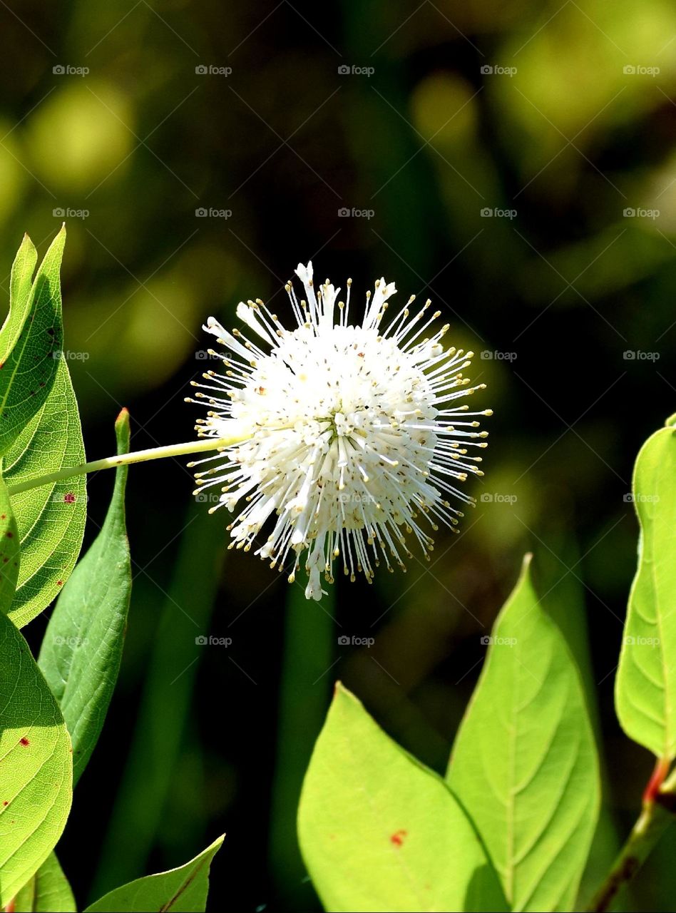 white and green flower and leaves