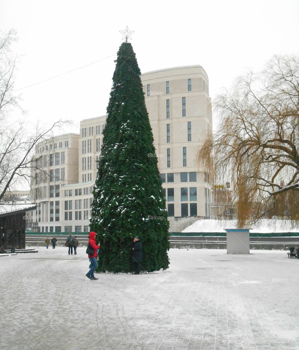 Winter, Tree, Snow, Street, City