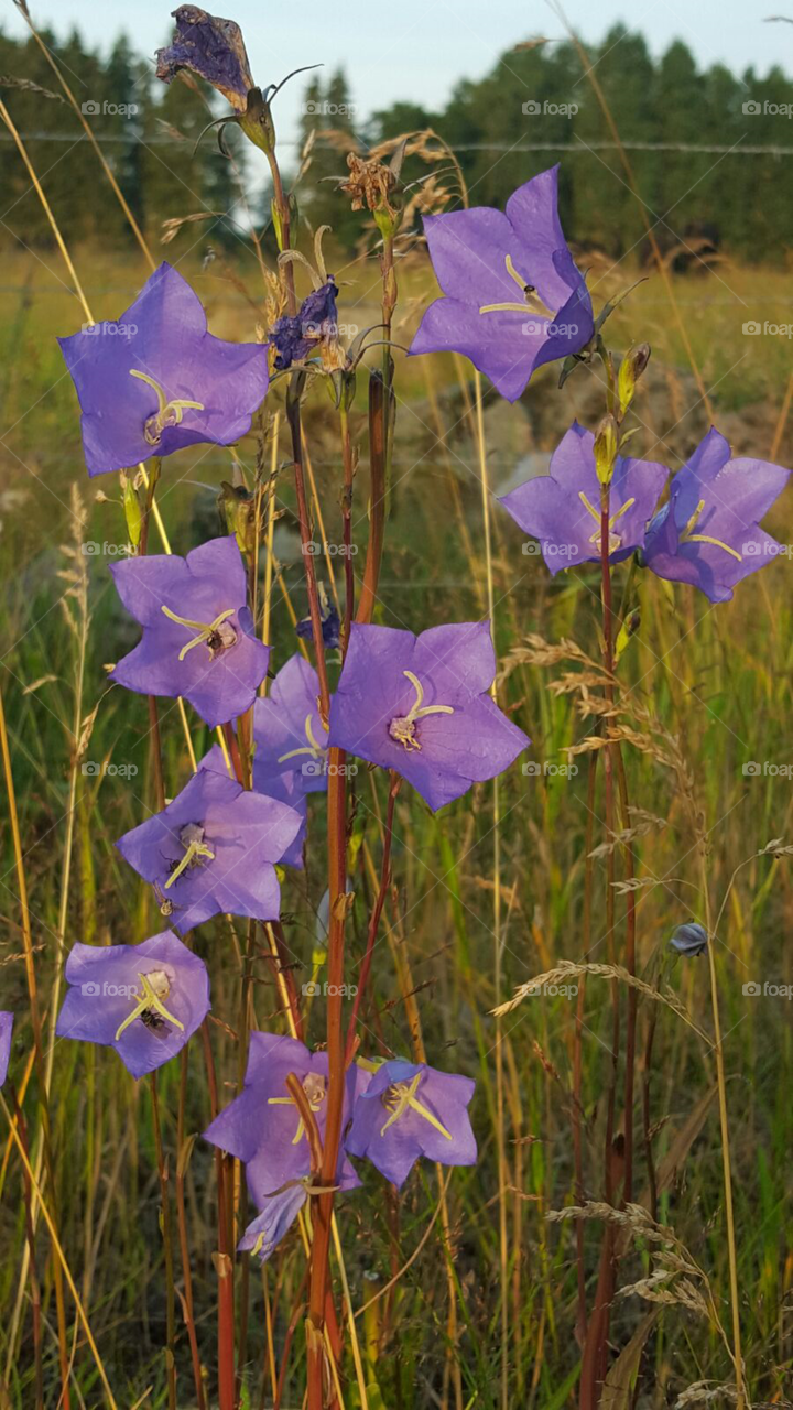 Blåklockor. Photo taken in Rottne, Sweden