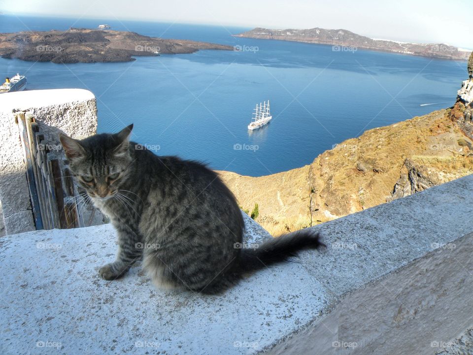 cat in the landscape