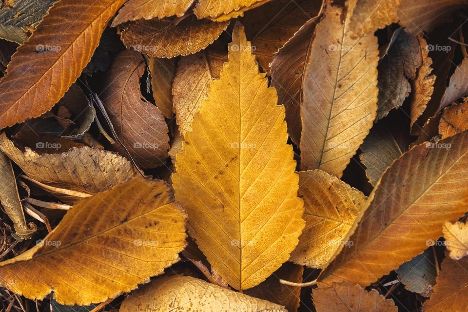 No people amateur photography photo autumn fall fallen leaf leaves yellow golden tones vibes nature beauty crispy environment outdoors rustic colorful colors changing season