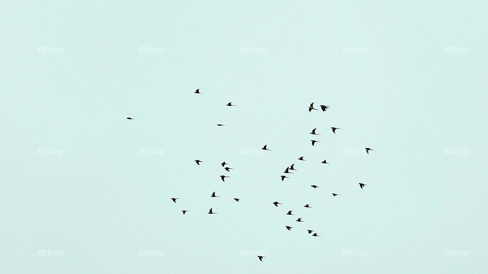 Flying psitta colony